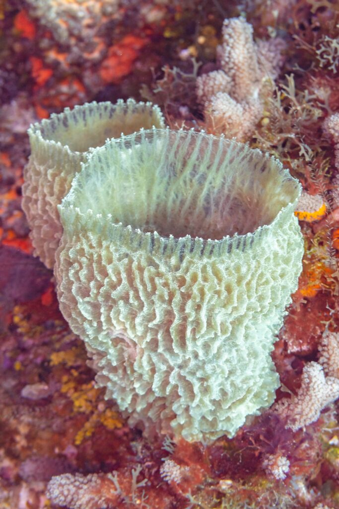 Uma esponja-vaso-azul, cálice azul-esverdeado de paredes plissadas, erguida numa parede coberta de algas vermelhas e corais, em Cozumel