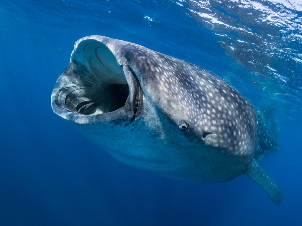 Um tubarão-baleia visto de frente logo abaixo da superfície, com a boca bem aberta para filtrar o plâncton, a pele cinza salpicada de manchas brancas em água azul profundo