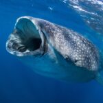 Um tubarão-baleia visto de frente logo abaixo da superfície, com a boca bem aberta para filtrar o plâncton, a pele cinza salpicada de manchas brancas em água azul profundo