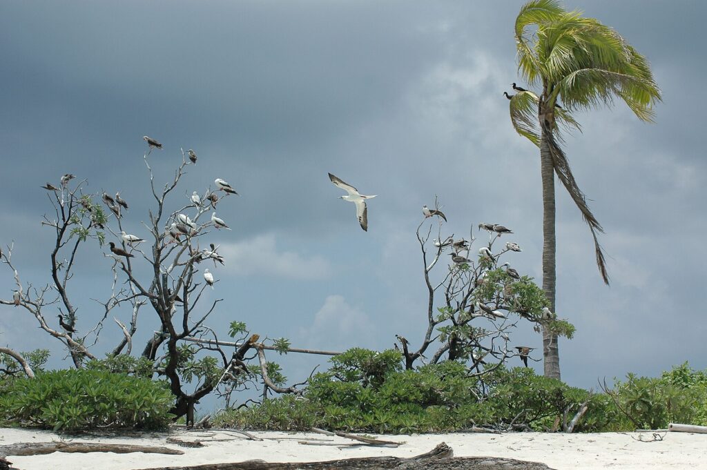 Dezenas de atobás, brancos de patas vermelhas ou marrons de barriga branca, empoleirados nos galhos nus de arbustos à beira de uma praia de areia branca, um deles voando, sob um céu de tempestade, com um coqueiro curvado pelo vento à direita.