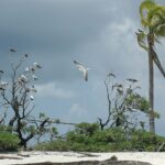 Dezenas de atobás, brancos de patas vermelhas ou marrons de barriga branca, empoleirados nos galhos nus de arbustos à beira de uma praia de areia branca, um deles voando, sob um céu de tempestade, com um coqueiro curvado pelo vento à direita.