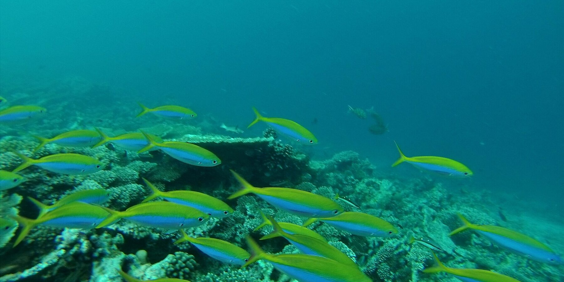 Um cardume de peixes-fuzileiros de dorso amarelo-vivo e flancos azuis passa acima de um recife de corais duros, numa água verde