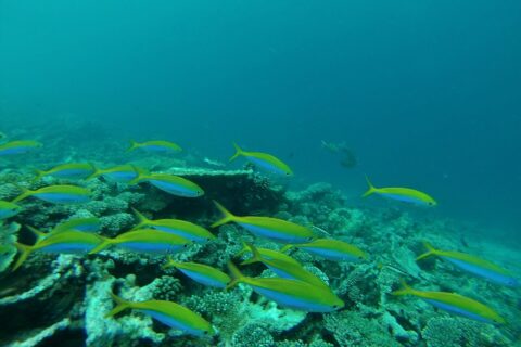 Um cardume de peixes-fuzileiros de dorso amarelo-vivo e flancos azuis passa acima de um recife de corais duros, numa água verde
