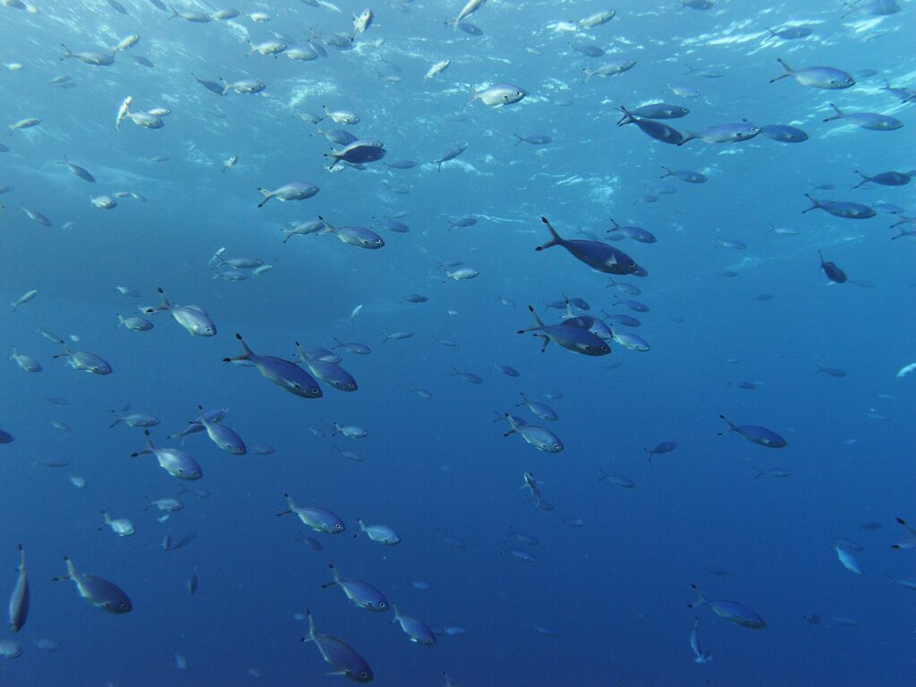 Um cardume de peixes-fuzileiros azul-prateados nada na coluna d'água sob a superfície, com as caudas profundamente bifurcadas de pontas escuras