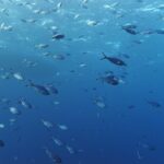 Um cardume de peixes-fuzileiros azul-prateados nada na coluna d'água sob a superfície, com as caudas profundamente bifurcadas de pontas escuras