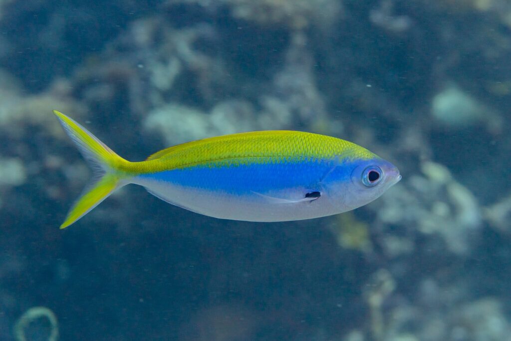 Um fuzileiro-de-dorso-amarelo de perfil, o corpo fusiforme amarelo em cima, azul-vivo no meio e branco embaixo, a cauda amarela muito bifurcada e uma mancha preta na base da peitoral