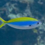 Um fuzileiro-de-dorso-amarelo de perfil, o corpo fusiforme amarelo em cima, azul-vivo no meio e branco embaixo, a cauda amarela muito bifurcada e uma mancha preta na base da peitoral