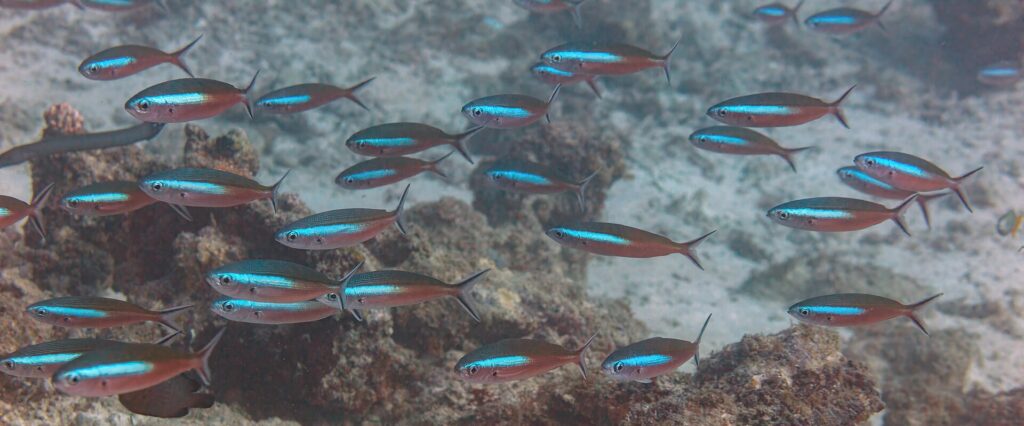 Um cardume de peixes-fuzileiros de corpo marrom-avermelhado cortado por uma faixa azul-elétrico nada acima de um recife e da areia, com as caudas bifurcadas de borda escura
