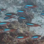 Um cardume de peixes-fuzileiros de corpo marrom-avermelhado cortado por uma faixa azul-elétrico nada acima de um recife e da areia, com as caudas bifurcadas de borda escura