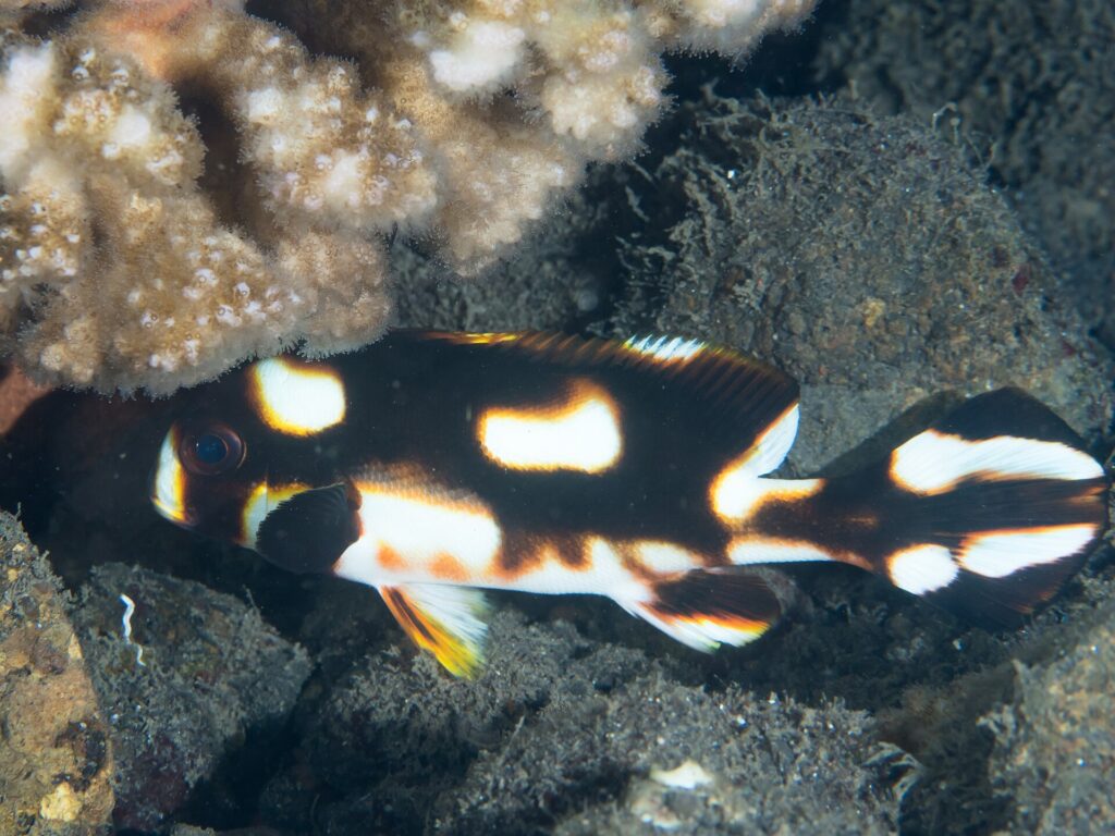 Um peixe-lábio-doce-oriental jovem abrigado sob um coral, o corpo marrom-preto salpicado de grandes manchas brancas contornadas de laranja, a peitoral preta