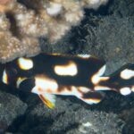 Um peixe-lábio-doce-oriental jovem abrigado sob um coral, o corpo marrom-preto salpicado de grandes manchas brancas contornadas de laranja, a peitoral preta