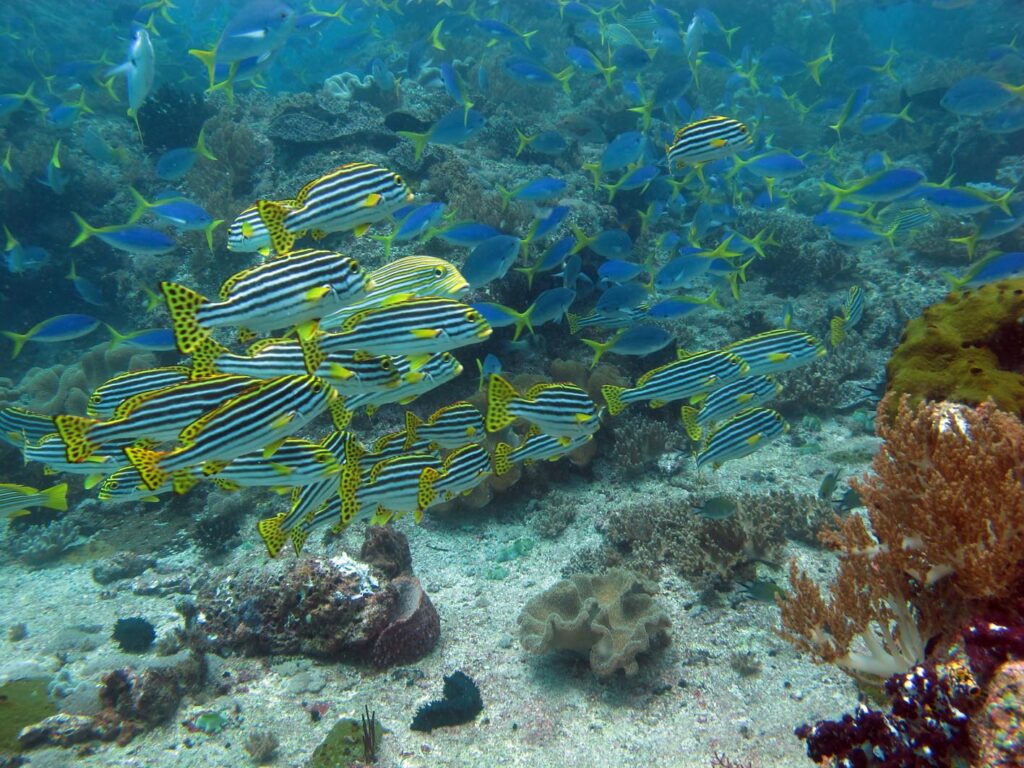 Um cardume de peixes-lábio-doce-orientais listrados de preto e branco, com nadadeiras amarelas pintadas de preto, diante de uma nuvem de peixes-fuzileiros azuis de cauda amarela, sobre um fundo de areia e corais moles.