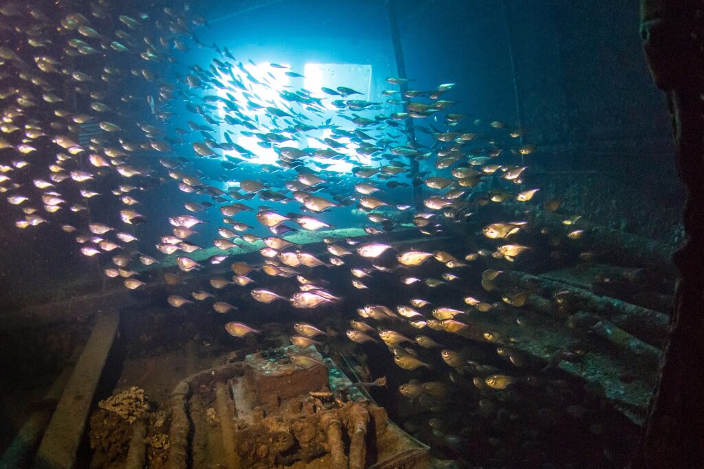 Um cardume de peixinhos prateados enche uma sala do Giannis D, contra a luz de uma abertura, acima de uma máquina coberta de incrustações