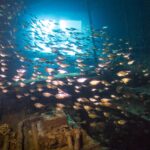 Um cardume de peixinhos prateados enche uma sala do Giannis D, contra a luz de uma abertura, acima de uma máquina coberta de incrustações