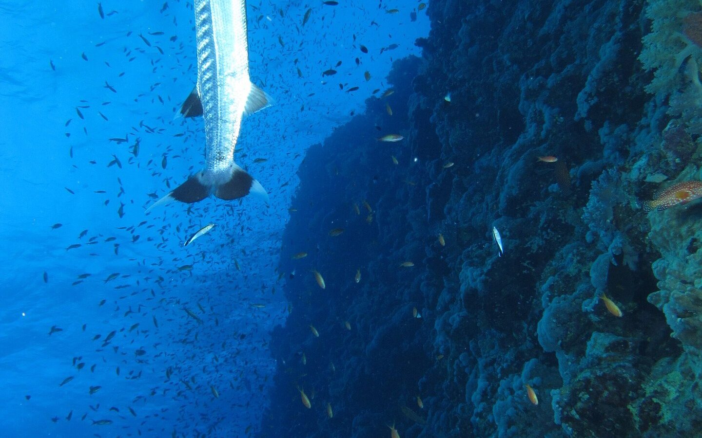 Uma barracuda-gigante na vertical ao longo do paredão de Elphinstone, no meio de uma nuvem de peixinhos