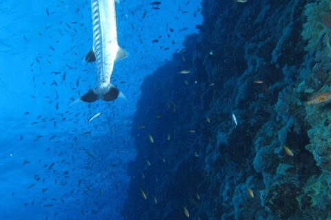 Uma barracuda-gigante na vertical ao longo do paredão de Elphinstone, no meio de uma nuvem de peixinhos