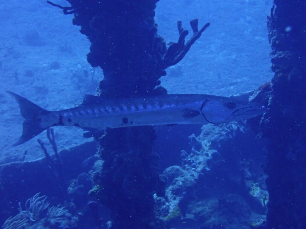Uma barracuda-gigante passa de perfil diante de pilares cobertos de esponjas, com a cabeça à direita: corpo longo e prateado com faixas escuras no dorso, algumas manchas pretas esparsas perto da cauda e cauda bifurcada.