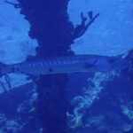Uma barracuda-gigante passa de perfil diante de pilares cobertos de esponjas, com a cabeça à direita: corpo longo e prateado com faixas escuras no dorso, algumas manchas pretas esparsas perto da cauda e cauda bifurcada.
