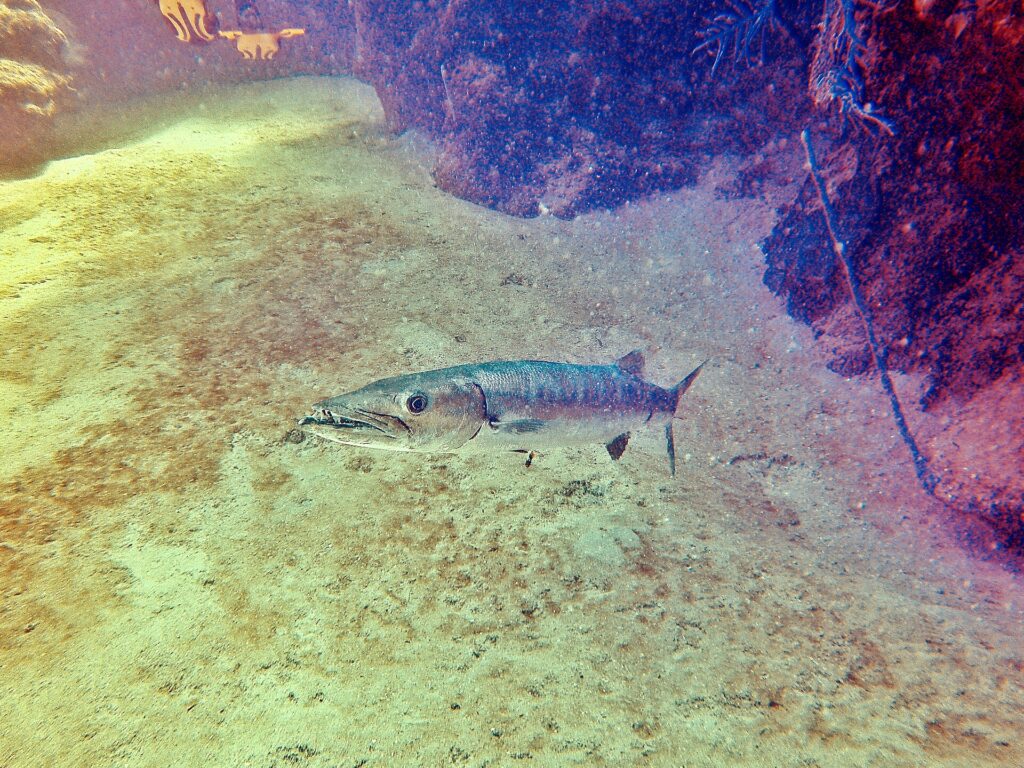 Uma barracuda-gigante acima de um fundo de areia, com a cabeça à esquerda e a boca entreaberta: mandíbula inferior proeminente guarnecida de dentes longos e pontudos, olho grande, corpo prateado e alongado; rochas cobertas de esponjas à direita.