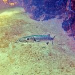 Uma barracuda-gigante acima de um fundo de areia, com a cabeça à esquerda e a boca entreaberta: mandíbula inferior proeminente guarnecida de dentes longos e pontudos, olho grande, corpo prateado e alongado; rochas cobertas de esponjas à direita.