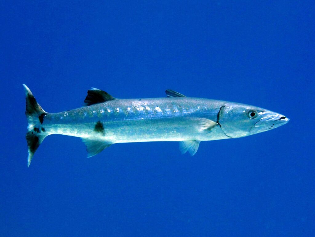 Uma barracuda-gigante de perfil no azul, com a cabeça à direita: corpo longo e prateado, algumas manchas pretas esparsas na parte de baixo dos flancos, duas nadadeiras dorsais muito espaçadas, mandíbula inferior proeminente e cauda bifurcada escura de pontas brancas.