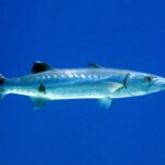 Uma barracuda-gigante de perfil no azul, com a cabeça à direita: corpo longo e prateado, algumas manchas pretas esparsas na parte de baixo dos flancos, duas nadadeiras dorsais muito espaçadas, mandíbula inferior proeminente e cauda bifurcada escura de pontas brancas.