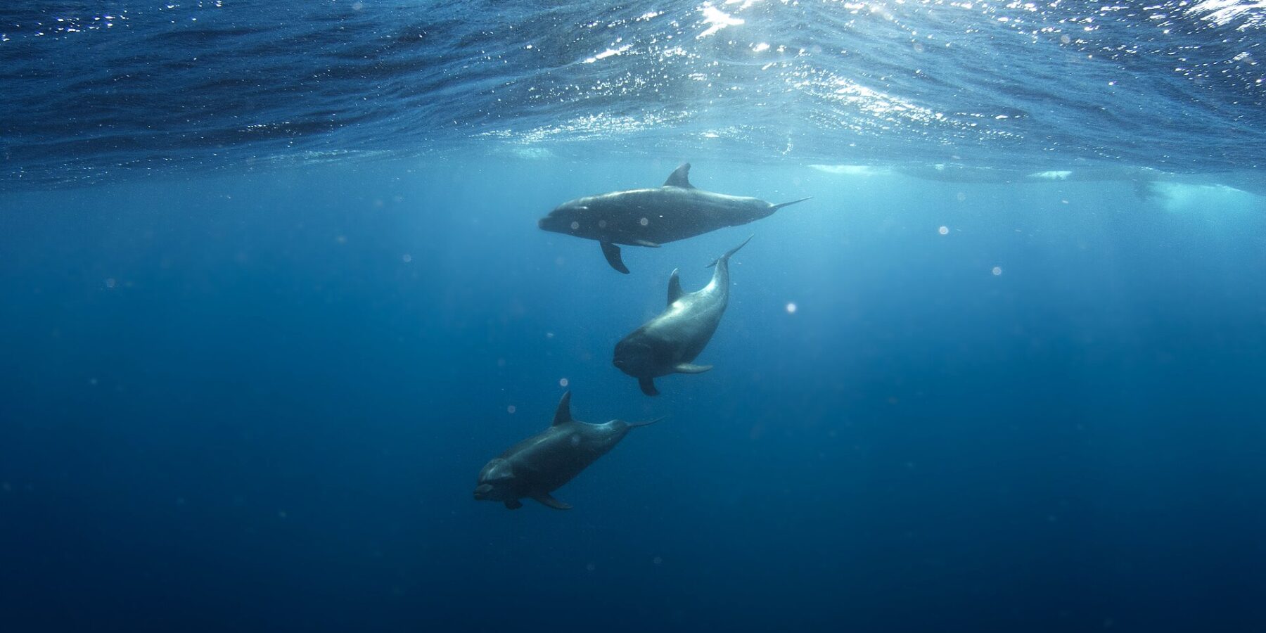 Três golfinhos-nariz-de-garrafa nadam sob a superfície num azul profundo, um atrás do outro, cinza, de bico curto e nadadeira dorsal curvada, sob a luz do sol que passa pelas ondas