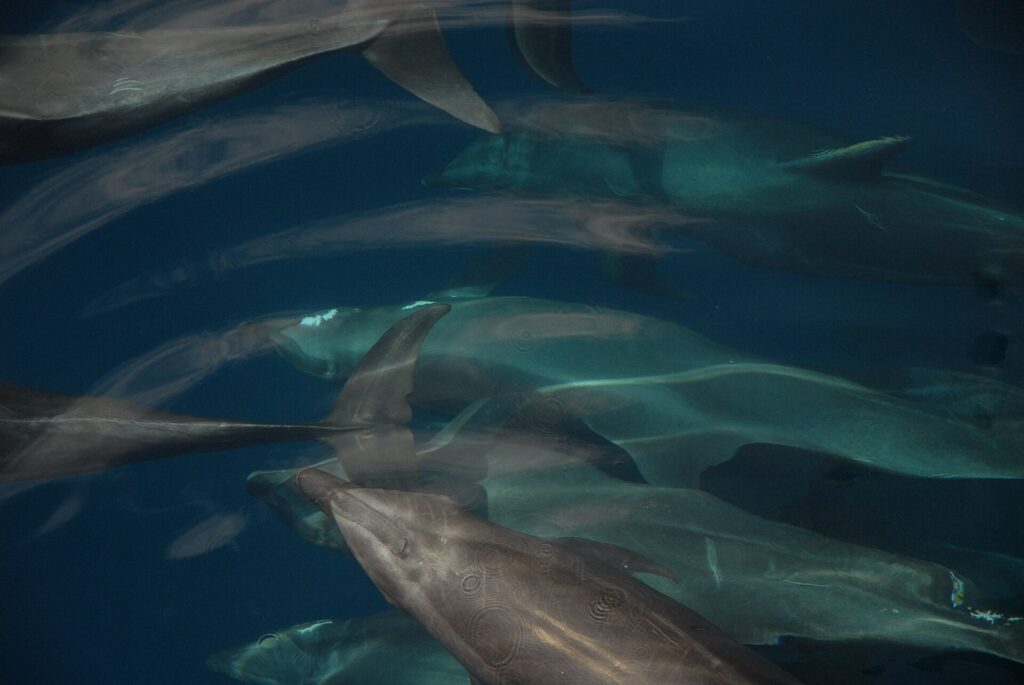 Vários golfinhos-nariz-de-garrafa nadam em grupo cerrado logo abaixo da superfície, vistos de cima, cinza sobre um fundo azul-escuro, com nadadeiras dorsais e bicos curtos bem visíveis