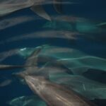 Vários golfinhos-nariz-de-garrafa nadam em grupo cerrado logo abaixo da superfície, vistos de cima, cinza sobre um fundo azul-escuro, com nadadeiras dorsais e bicos curtos bem visíveis