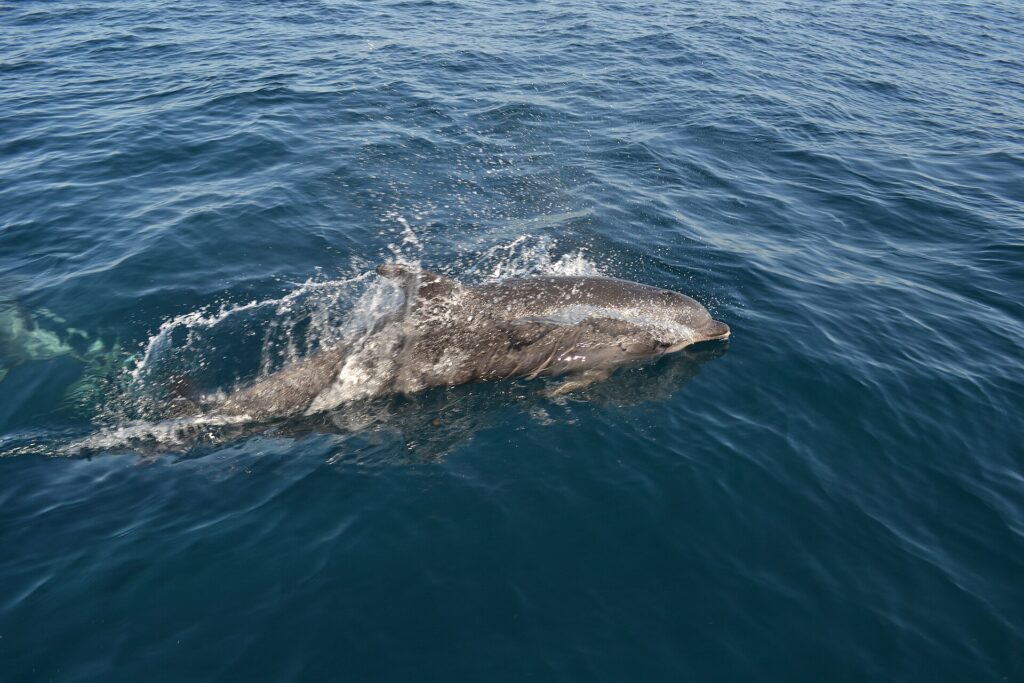 Um golfinho-nariz-de-garrafa cinza vem à superfície ao lado de um barco, com a cabeça à direita, num jato d'água: o bico curto, a testa arredondada e a nadadeira dorsal; um segundo golfinho nada debaixo d'água à esquerda