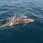 Um golfinho-nariz-de-garrafa cinza vem à superfície ao lado de um barco, com a cabeça à direita, num jato d'água: o bico curto, a testa arredondada e a nadadeira dorsal; um segundo golfinho nada debaixo d'água à esquerda