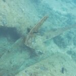 Uma pá da hélice do Thistlegorm, coberta de incrustações, pousada na areia ao lado do casco