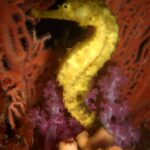 Um cavalo-marinho amarelo agarrado diante de uma gorgônia vermelha e de um coral mole cor-de-rosa, em Richelieu Rock