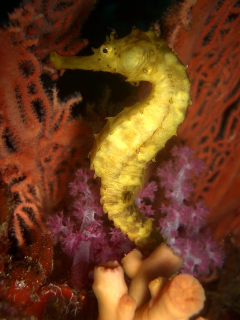 Um cavalo-marinho amarelo agarrado diante de uma gorgônia vermelha e de um coral mole cor-de-rosa, em Richelieu Rock