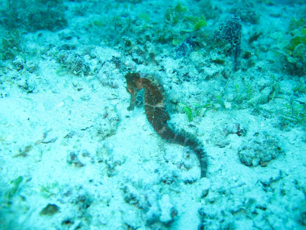 Um cavalo-marinho marrom agarrado num fundo de areia e restos de coral, numa água turquesa