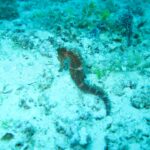 Um cavalo-marinho marrom agarrado num fundo de areia e restos de coral, numa água turquesa