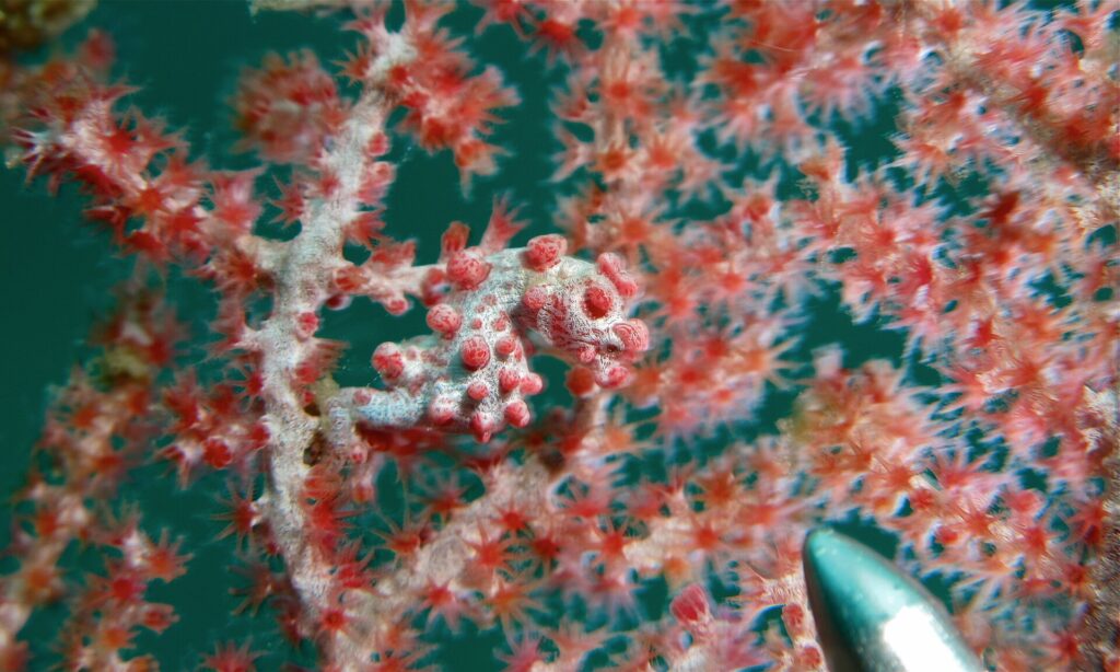 Um cavalo-marinho-pigmeu branco-acinzentado coberto de tubérculos rosa-avermelhados, com a cauda enrolada num ramo de gorgônia de pólipos vermelhos cujas cores ele imita, e a ponta metálica de uma vareta no canto inferior direito.