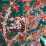 Um cavalo-marinho-pigmeu branco-acinzentado coberto de tubérculos rosa-avermelhados, com a cauda enrolada num ramo de gorgônia de pólipos vermelhos cujas cores ele imita, e a ponta metálica de uma vareta no canto inferior direito.