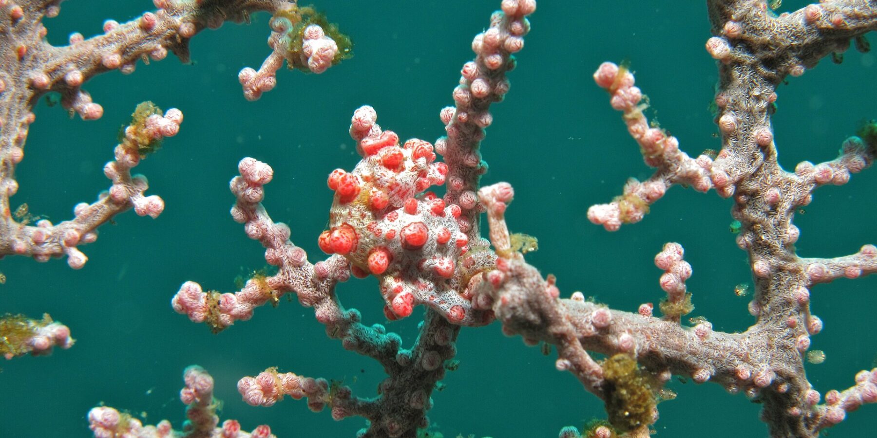 Um cavalo-marinho-pigmeu enrolado num galho de gorgônia rosa, o corpo branco coberto de tubérculos vermelho-vivos iguais aos pólipos, contra a água verde-esmeralda.