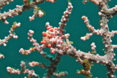 Um cavalo-marinho-pigmeu enrolado num galho de gorgônia rosa, o corpo branco coberto de tubérculos vermelho-vivos iguais aos pólipos, contra a água verde-esmeralda.