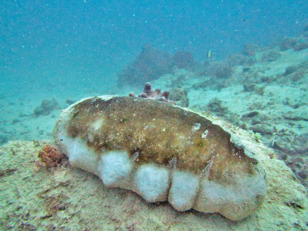 Uma grande holotúria-de-mamas, o dorso marrom e os flancos brancos cheios de saliências, pousada num fundo de areia e corais, em água turquesa um pouco turva