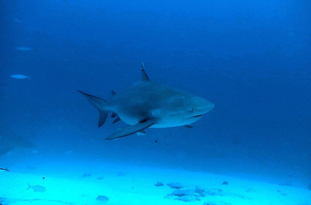 Um tubarão-cabeça-chata visto de três quartos pela frente, corpo maciço e focinho curto, em água azul-escura acima da areia, com peixinhos em volta
