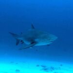 Um tubarão-cabeça-chata visto de três quartos pela frente, corpo maciço e focinho curto, em água azul-escura acima da areia, com peixinhos em volta