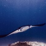 Uma raia-manta, com os lobos cefálicos abertos e a boca escancarada, avança para a câmera sobre um recife, em água verde carregada de plâncton, em Manta Point