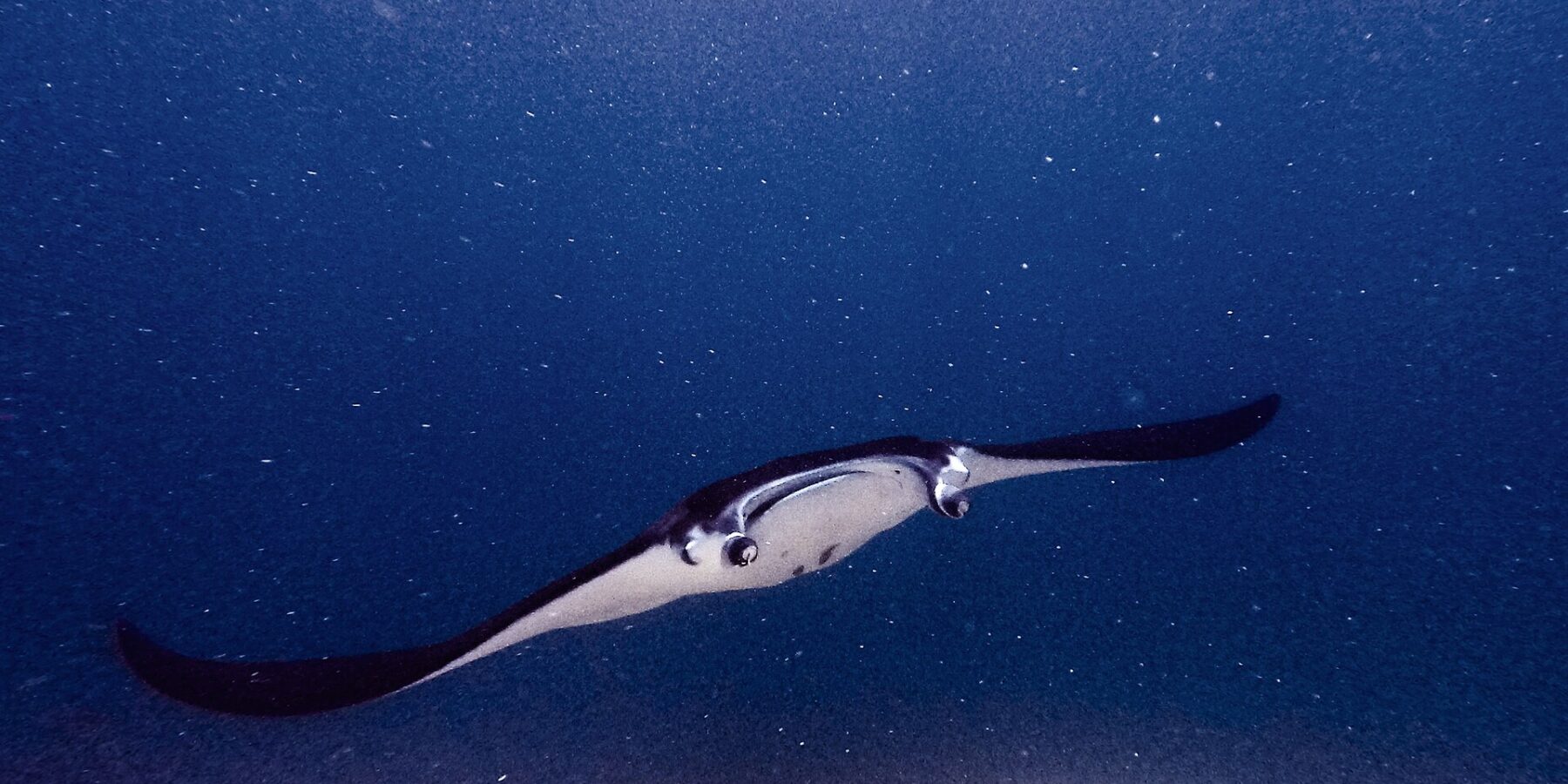 Uma raia-manta, com os lobos cefálicos abertos e a boca escancarada, avança para a câmera sobre um recife, em água verde carregada de plâncton, em Manta Point