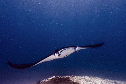 Uma raia-manta, com os lobos cefálicos abertos e a boca escancarada, avança para a câmera sobre um recife, em água verde carregada de plâncton, em Manta Point
