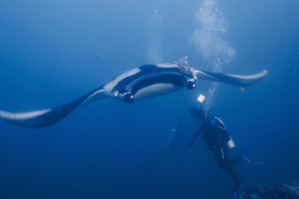 Uma manta-oceânica vista de frente, por baixo, com a barriga branca contornada de preto e uma rêmora no dorso, plana acima de um mergulhador numa água azul cheia de bolhas