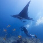 Uma manta-oceânica preta vista de baixo passa acima de um fotógrafo submarino, cercada de peixes-borboleta amarelos e pretos acima do recife
