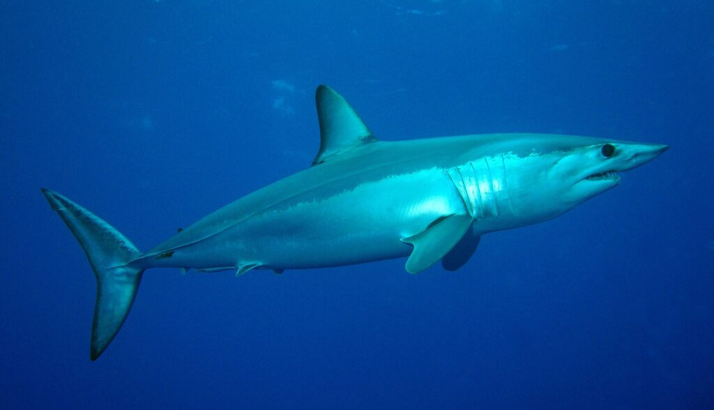Um tubarão-mako de perfil virado para a direita, dorso azul metálico e flanco prateado iluminado, focinho pontudo, grande olho preto e dentes visíveis, num azul profundo