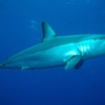 Um tubarão-mako de perfil virado para a direita, dorso azul metálico e flanco prateado iluminado, focinho pontudo, grande olho preto e dentes visíveis, num azul profundo